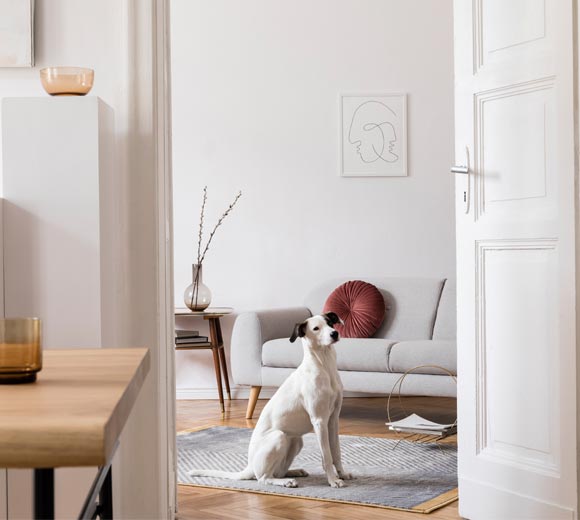 Did You Know Our Homes Combat Pet Dander?